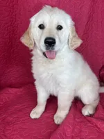Greta, a female English Cream Golden Retriever for sale in Greenfield, IN – 3 of 5