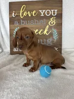 Dexter, a male Dachshund for sale in Greenfield, IN – 3 of 6