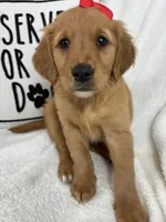 Ginger, a female Golden Retriever for sale in Greenfield, IN – 2 of 4
