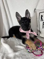 Glenda, a female German Shepherd Dog for sale in Greenfield, IN – 2 of 7