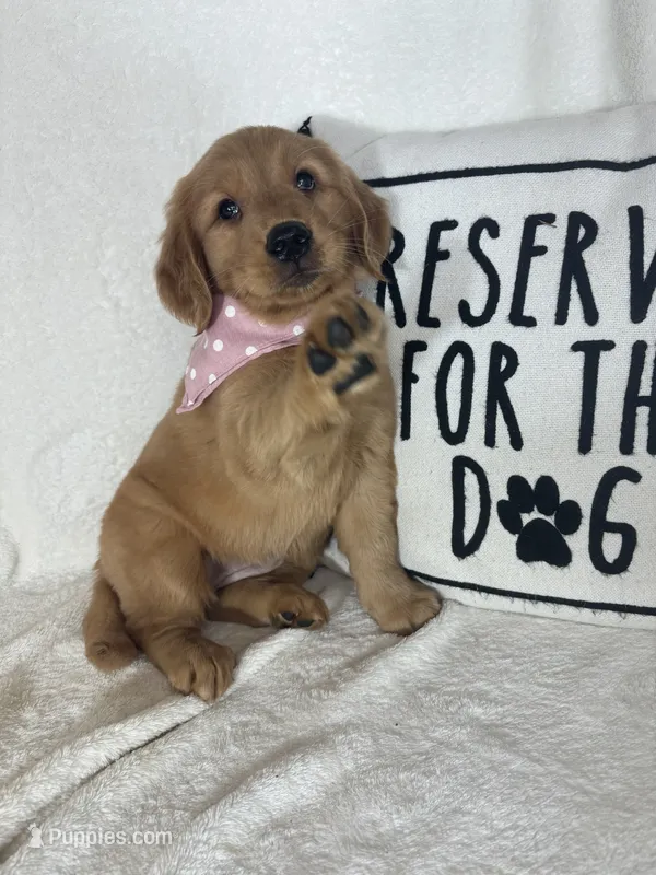 Amber – Golden Retriever puppy for sale in Greenfield, IN