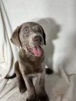 Maggie, a female Labrador Retriever for sale in Greenfield, IN – 1 of 4