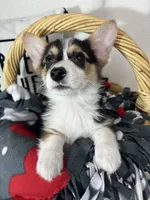 Carmen , a female Pembroke Welsh Corgi for sale in Greenfield, IN – 3 of 4