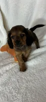 Dustin, a male Dachshund for sale in Greenfield, IN – 2 of 4