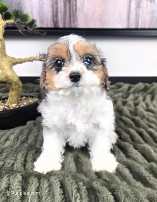 Cora – Cavapoo puppy for sale in Greenfield, IN