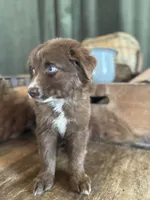 Queen , a female Australian Shepherd for sale in New Boston, NH – 2 of 2