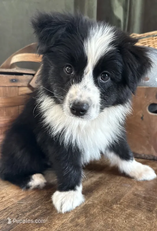 Zeppelin  – Australian Shepherd puppy for sale in New Boston, NH