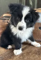 Zeppelin , a male Australian Shepherd for sale in New Boston, NH – 1 of 2