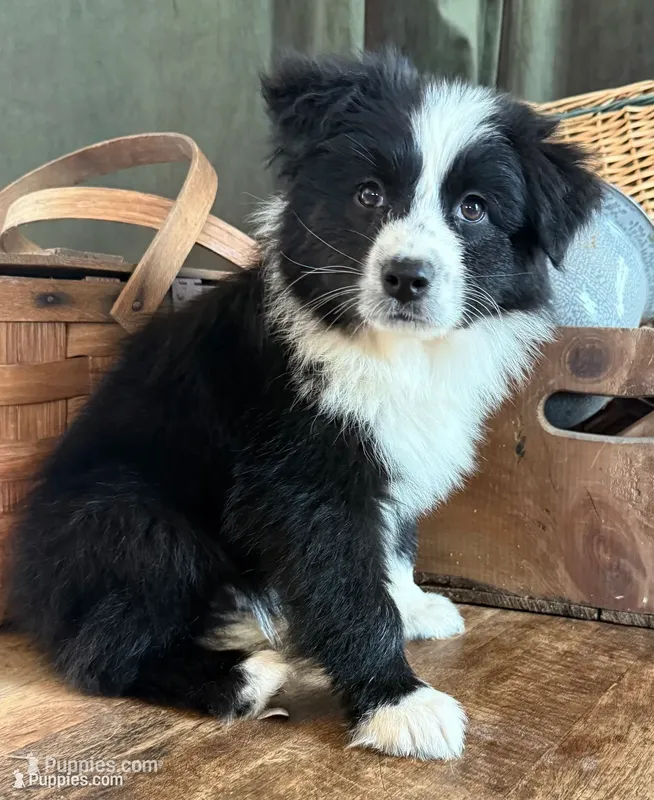 Zeppelin  – Australian Shepherd puppy for sale in New Boston, NH