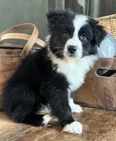Zeppelin , a male Australian Shepherd for sale in New Boston, NH – 2 of 2