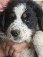 Shannon, a female Australian Shepherd for sale in New Boston, NH – 3 of 3