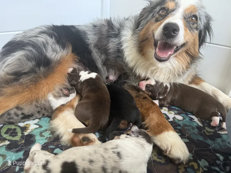 Mini American Shepherd World Cup Litter – Miniature American Shepherd puppy for sale in New Boston, NH