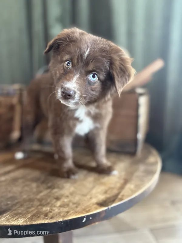 Queen  – Australian Shepherd puppy for sale in New Boston, NH