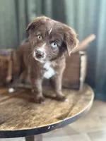 Queen , a female Australian Shepherd for sale in New Boston, NH – 1 of 2