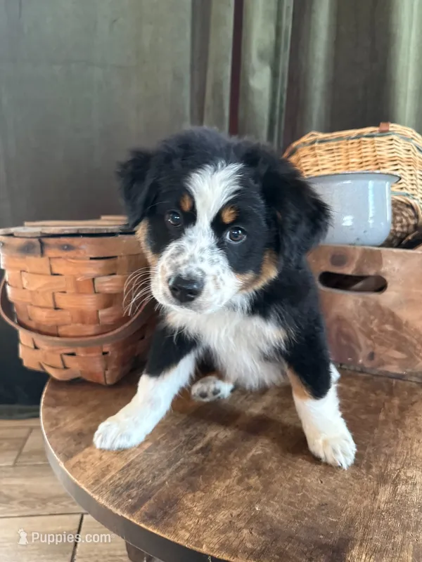 Shannon – Australian Shepherd puppy for sale in New Boston, NH