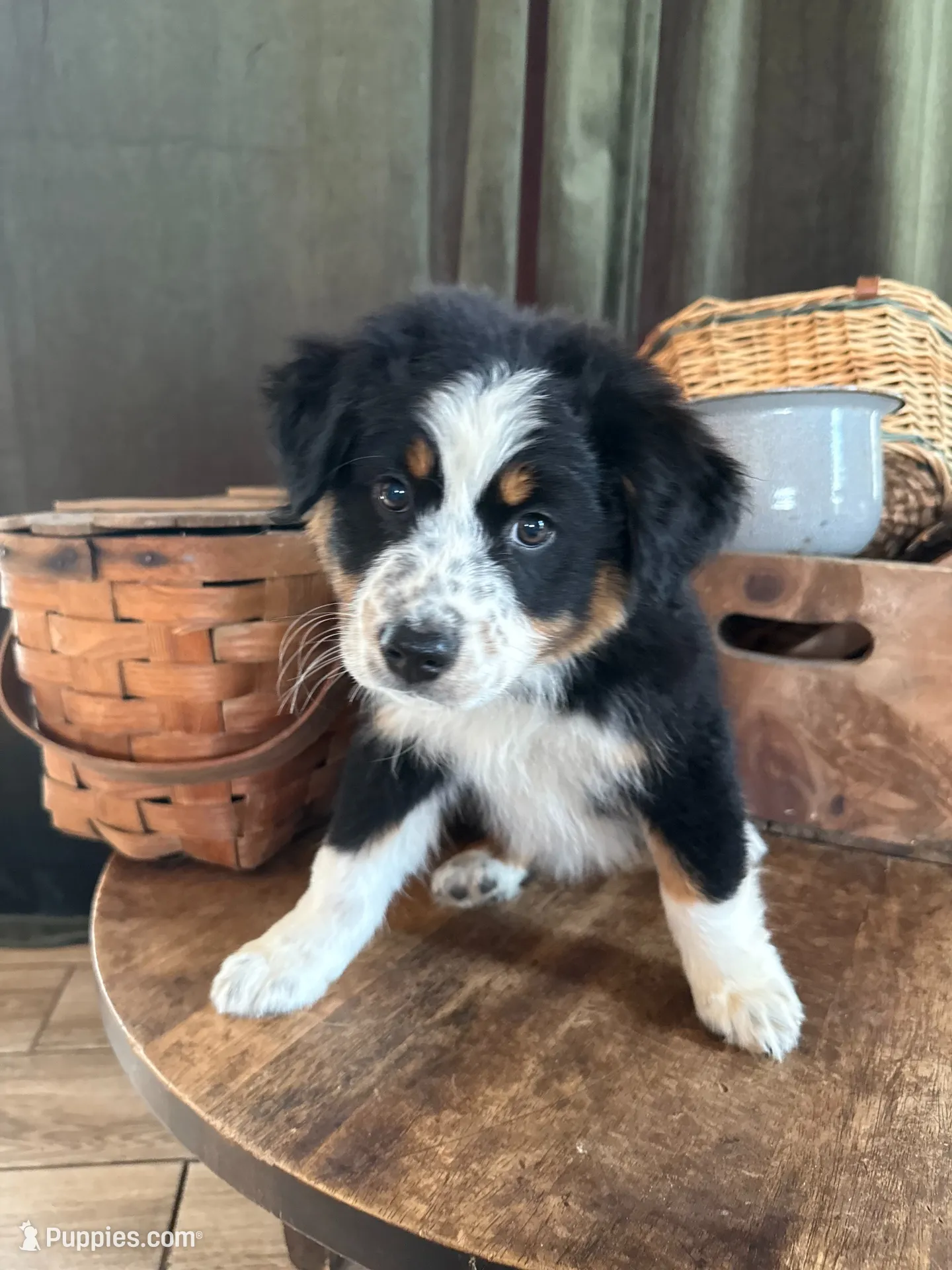 Shannon, a female Australian Shepherd for sale in New Boston, NH – 1 of 3