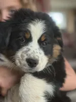 Shannon, a female Australian Shepherd for sale in New Boston, NH – 2 of 3