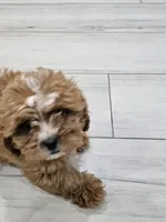 Caramel , a female Shihpoo for sale in Coachella, CA – 5 of 7