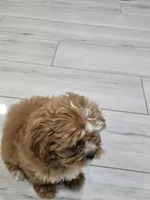 Caramel , a female Shihpoo for sale in Coachella, CA – 4 of 7