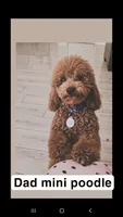 Caramel , a female Shihpoo for sale in Coachella, CA – 6 of 7