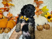 Touille, a male Poodle - Toy  for sale in Pueblo, CO – 5 of 6