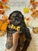 Kyle, a male Poodle - Toy  for sale in Pueblo, CO – 6 of 9