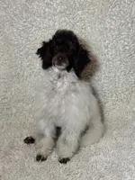 Rupert, a male Poodle - Miniature  for sale in Pueblo, CO – 3 of 10