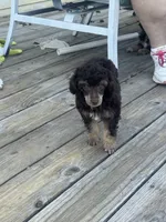 Fergus, a male Poodle - Miniature  for sale in Pueblo, CO – 5 of 8