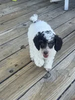 Dugal, a male Poodle - Miniature  for sale in Pueblo, CO – 3 of 8