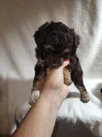 Ian, a male Poodle - Miniature  for sale in Pueblo, CO – 7 of 8