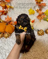 Kyle, a male Poodle - Toy  for sale in Pueblo, CO – 4 of 9