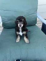 Ian, a male Poodle - Miniature  for sale in Pueblo, CO – 2 of 8