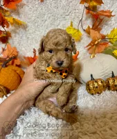 Freddy, a male Poodle - Toy  for sale in Pueblo, CO – 3 of 8