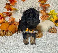 Colton, a male Poodle - Toy  for sale in Pueblo, CO – 6 of 8