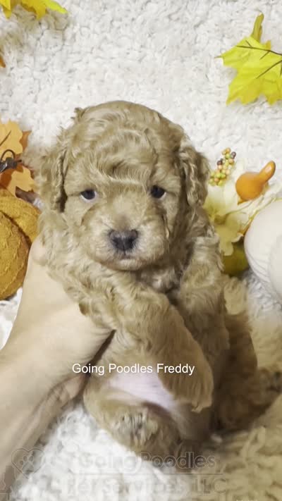 Freddy, a male Poodle - Toy  for sale in Pueblo, CO – 8 of 8