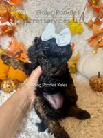 Kalea, a female Poodle - Toy  for sale in Pueblo, CO – 9 of 10