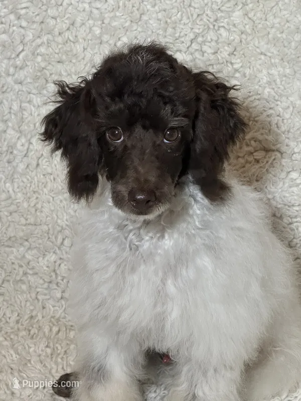 Rupert – Poodle - Miniature  puppy for sale in Pueblo, CO