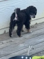 Fergus, a male Poodle - Miniature  for sale in Pueblo, CO – 6 of 8