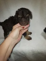 Fergus, a male Poodle - Miniature  for sale in Pueblo, CO – 7 of 8