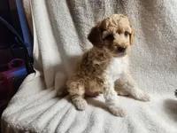 Jaime, a male Poodle - Miniature  for sale in Pueblo, CO – 5 of 5