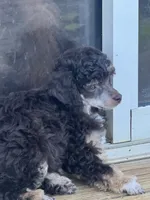 Ian, a male Poodle - Miniature  for sale in Pueblo, CO – 5 of 8