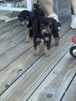 Fergus, a male Poodle - Miniature  for sale in Pueblo, CO – 4 of 8