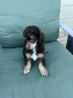 Ian, a male Poodle - Miniature  for sale in Pueblo, CO – 3 of 8