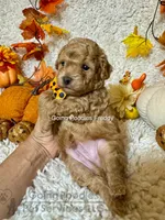 Freddy, a male Poodle - Toy  for sale in Pueblo, CO – 7 of 8