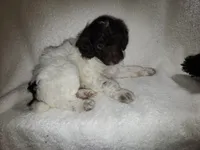Rupert, a male Poodle - Miniature  for sale in Pueblo, CO – 10 of 10