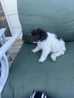 Rupert, a male Poodle - Miniature  for sale in Pueblo, CO – 7 of 10