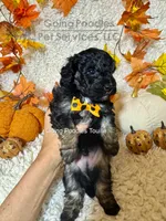 Touille, a male Poodle - Toy  for sale in Pueblo, CO – 4 of 6