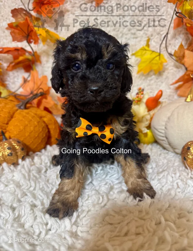 Colton – Poodle - Toy  puppy for sale in Pueblo, CO
