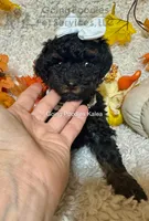 Kalea, a female Poodle - Toy  for sale in Pueblo, CO – 2 of 10
