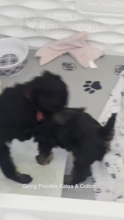 Colton, a male Poodle - Toy  for sale in Pueblo, CO – 8 of 8